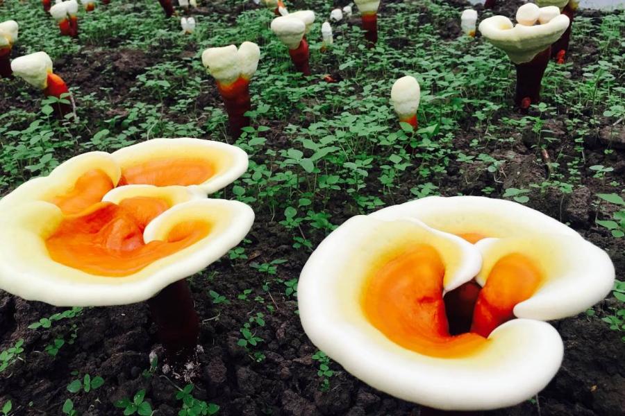 Reishi