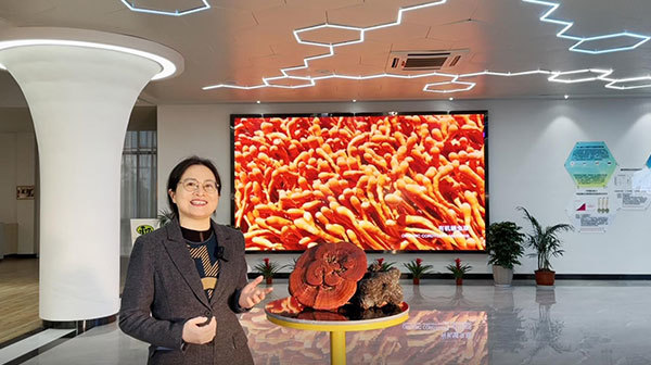 Production of Cordyceps militaris powder with the high quality
