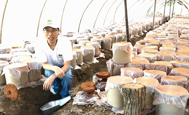 綠谷明珠有機靈芝基地