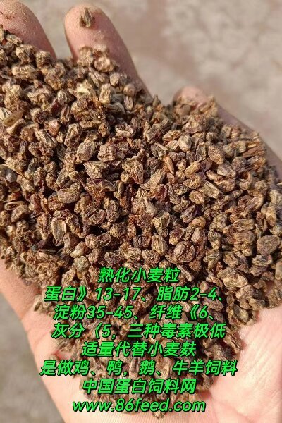 熟化小麥粒