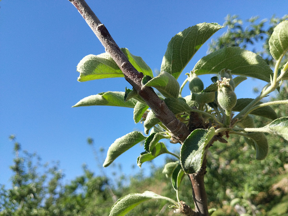 苹果从小到大