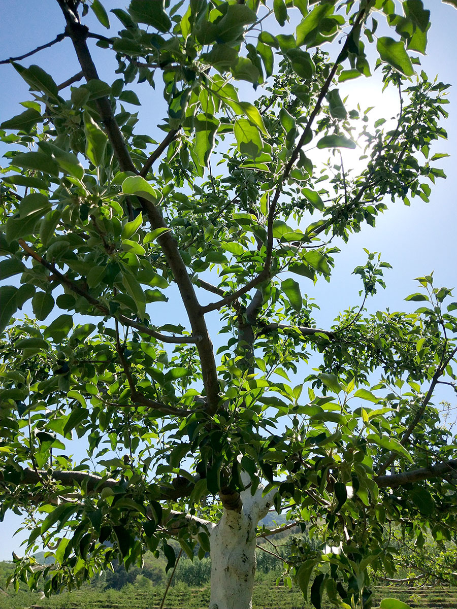 8年果树
