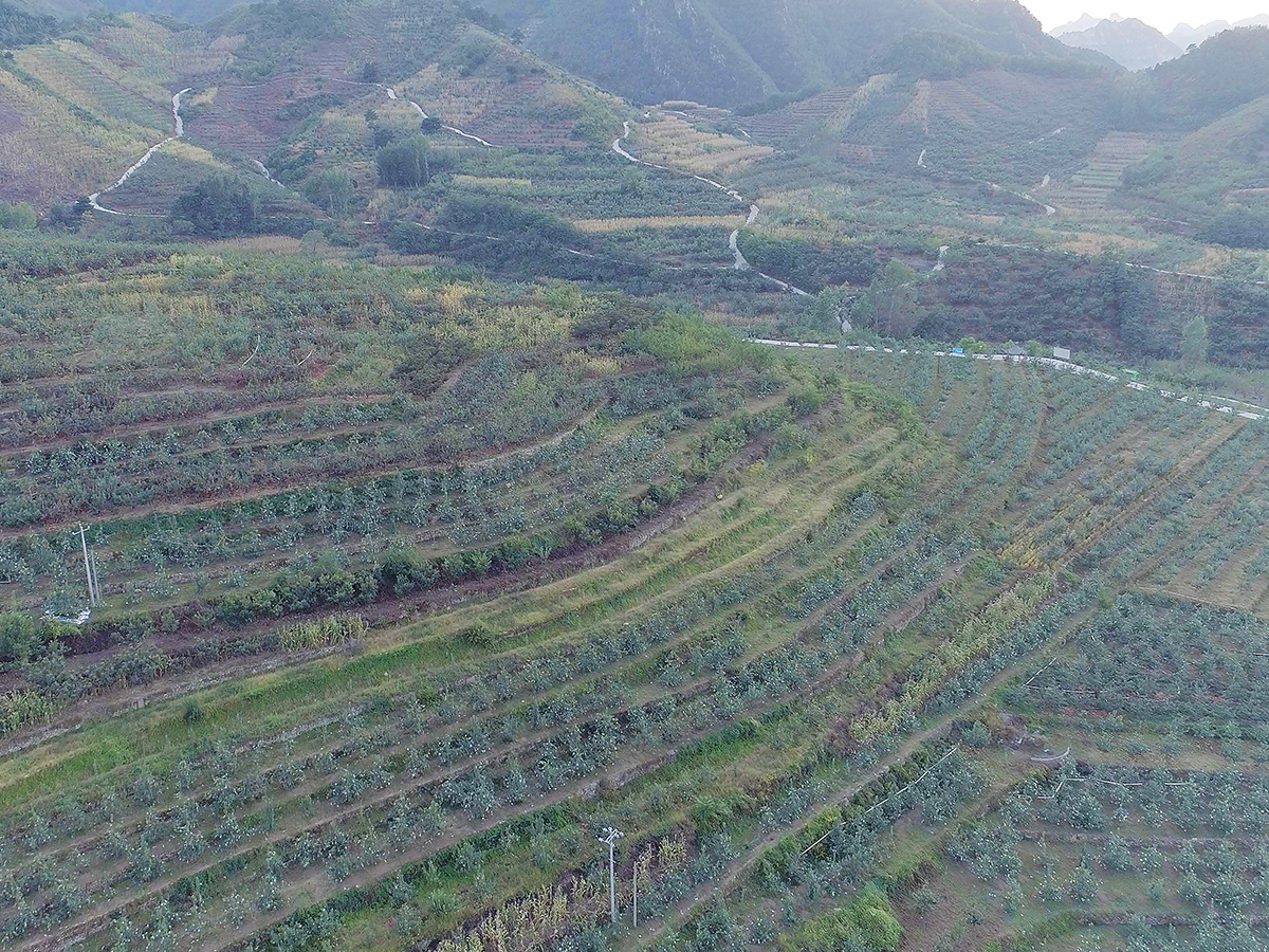 深水河种植基地