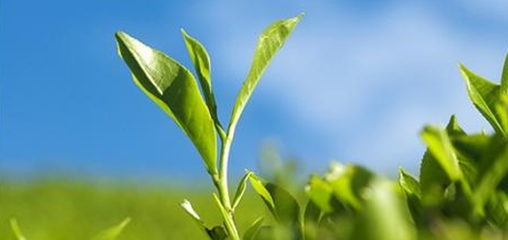Environmental protection filter