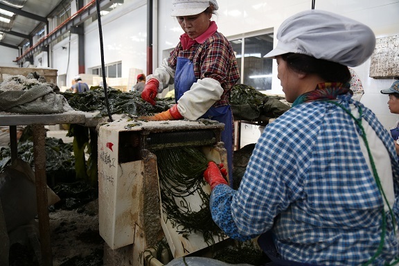 Kelp shreds processing