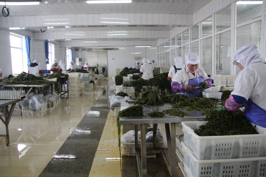 Processing of sea grapes stalks