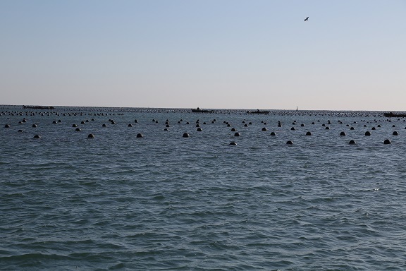 Marine aquaculture