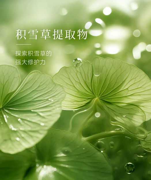 成分解析 | 美容护肤界的“万金油”——积雪草
