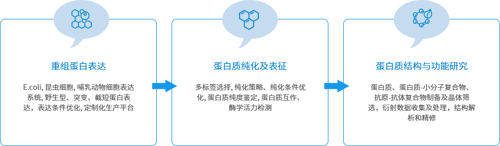 蛋白质