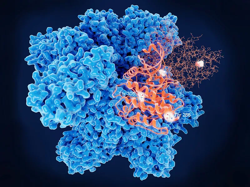 【 New express 】 -- "High-activity, customized" kinase protein series products are released today!