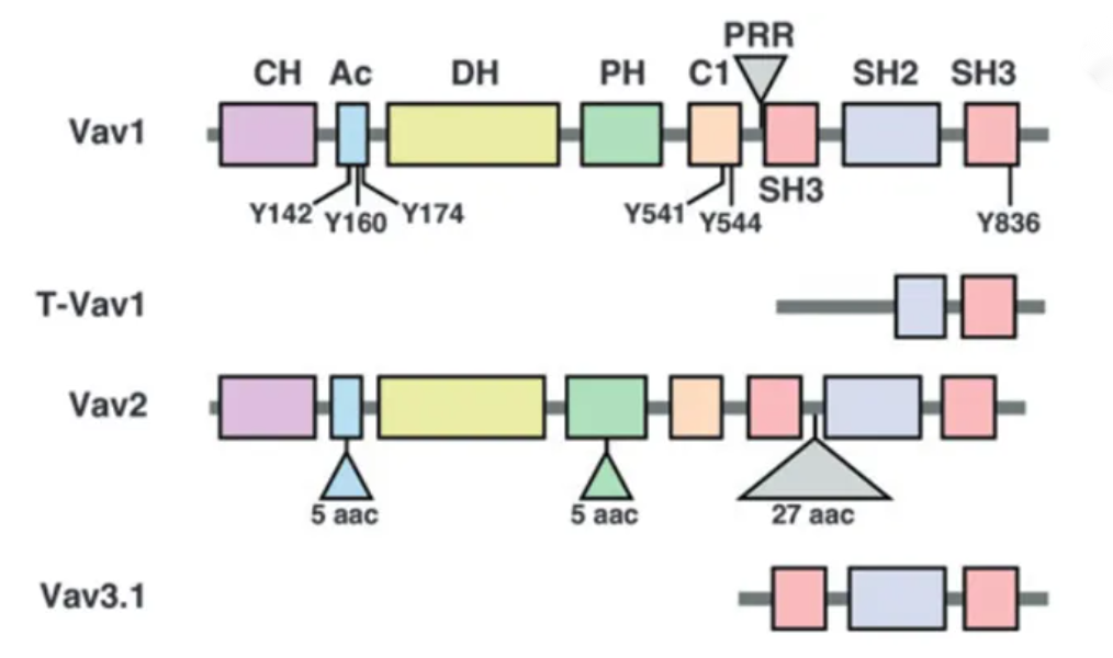 VAV1 Degrader Program: In Vitro and In Vivo Validation Data