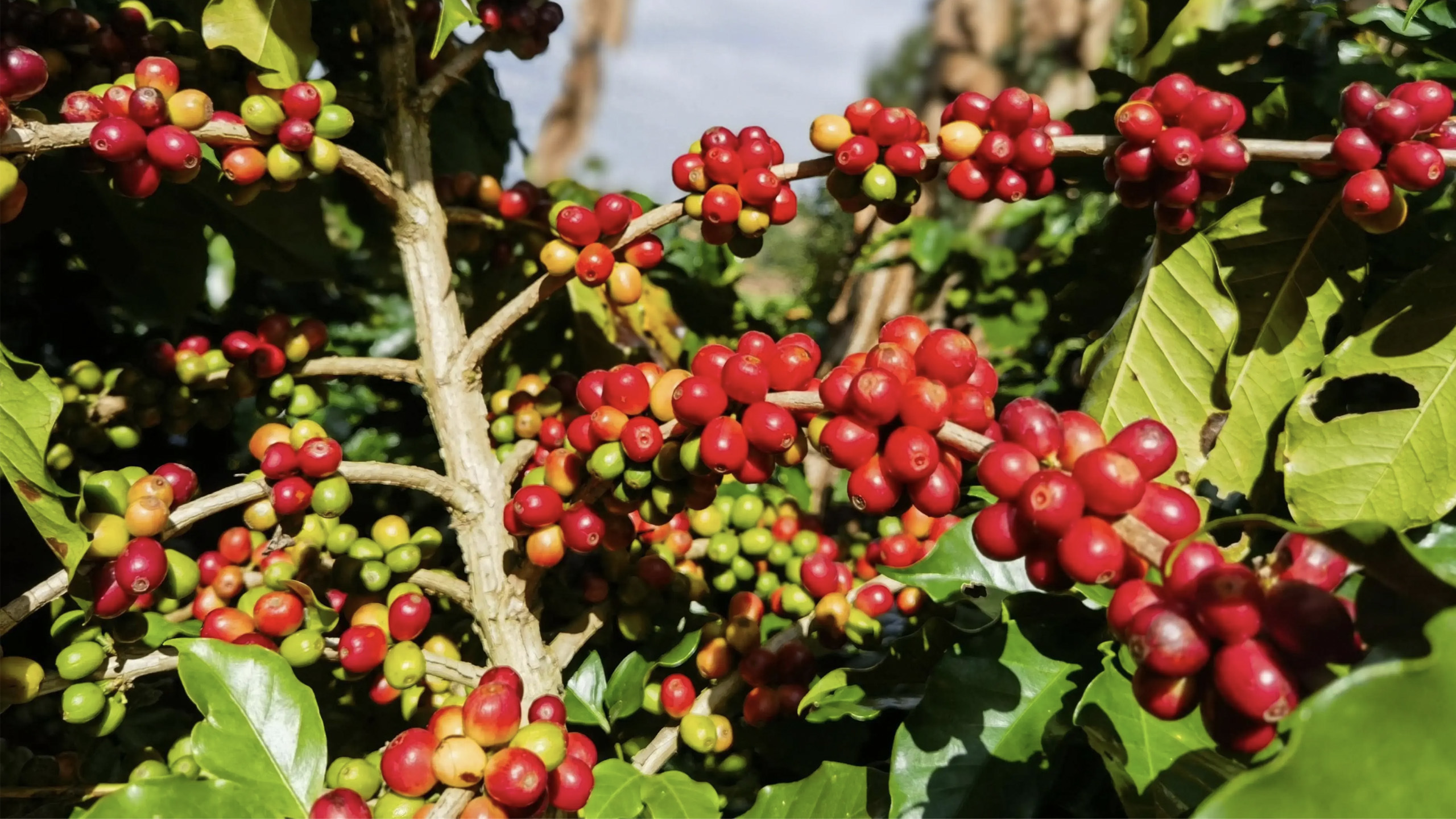 unique YunNan Arabic coffee