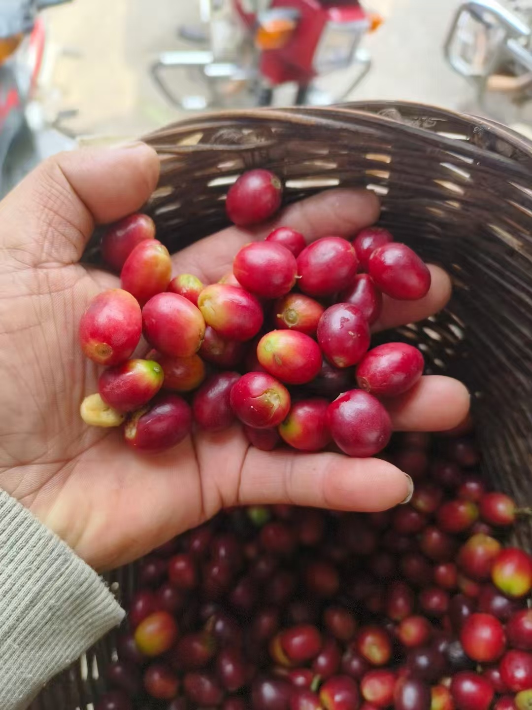 Green Coffee Beans