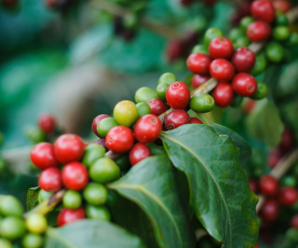 Yunnan New-start Coffee& Food Co., Ltd. Yunnan New-start Coffee& Food Co., Ltd.