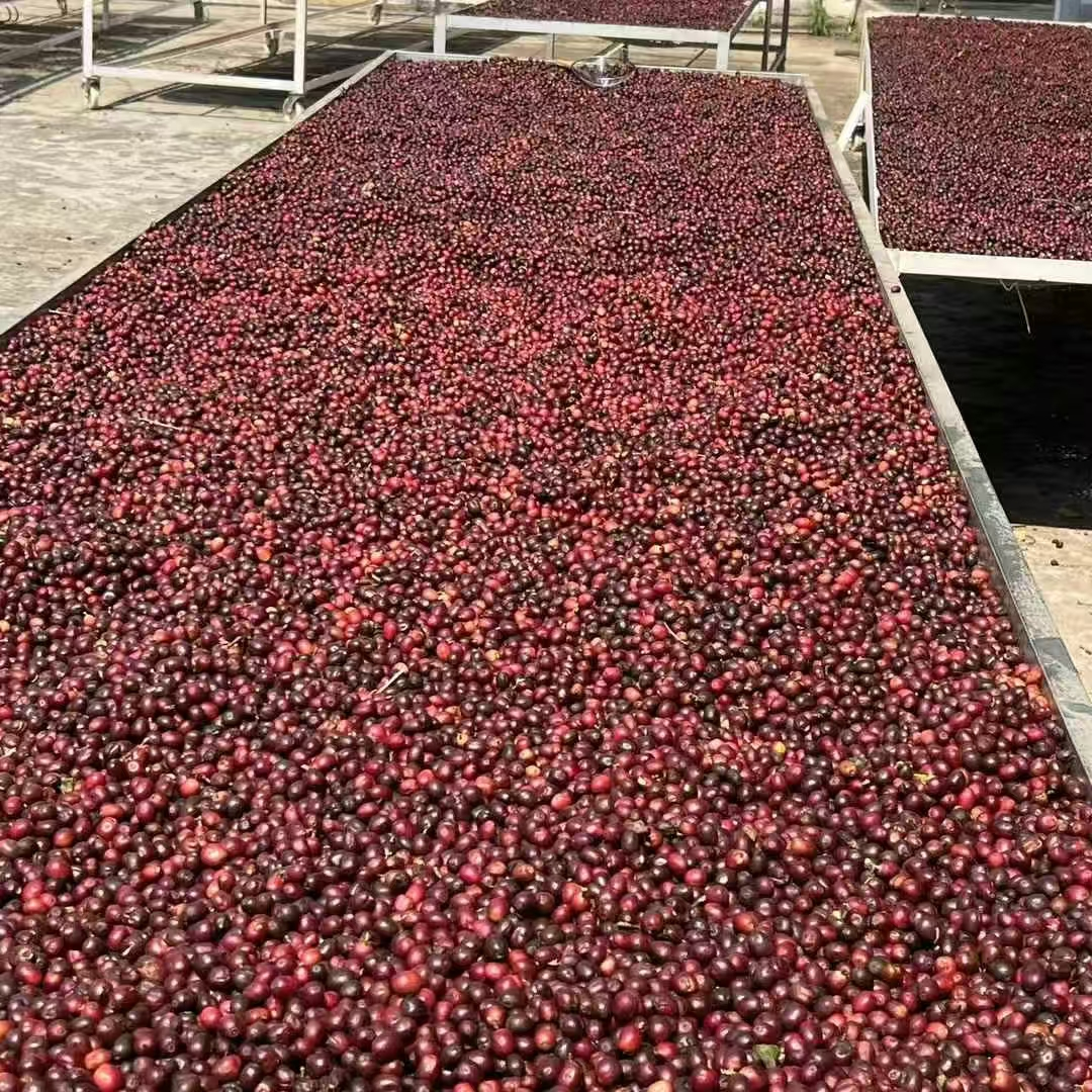 Green Coffee Beans