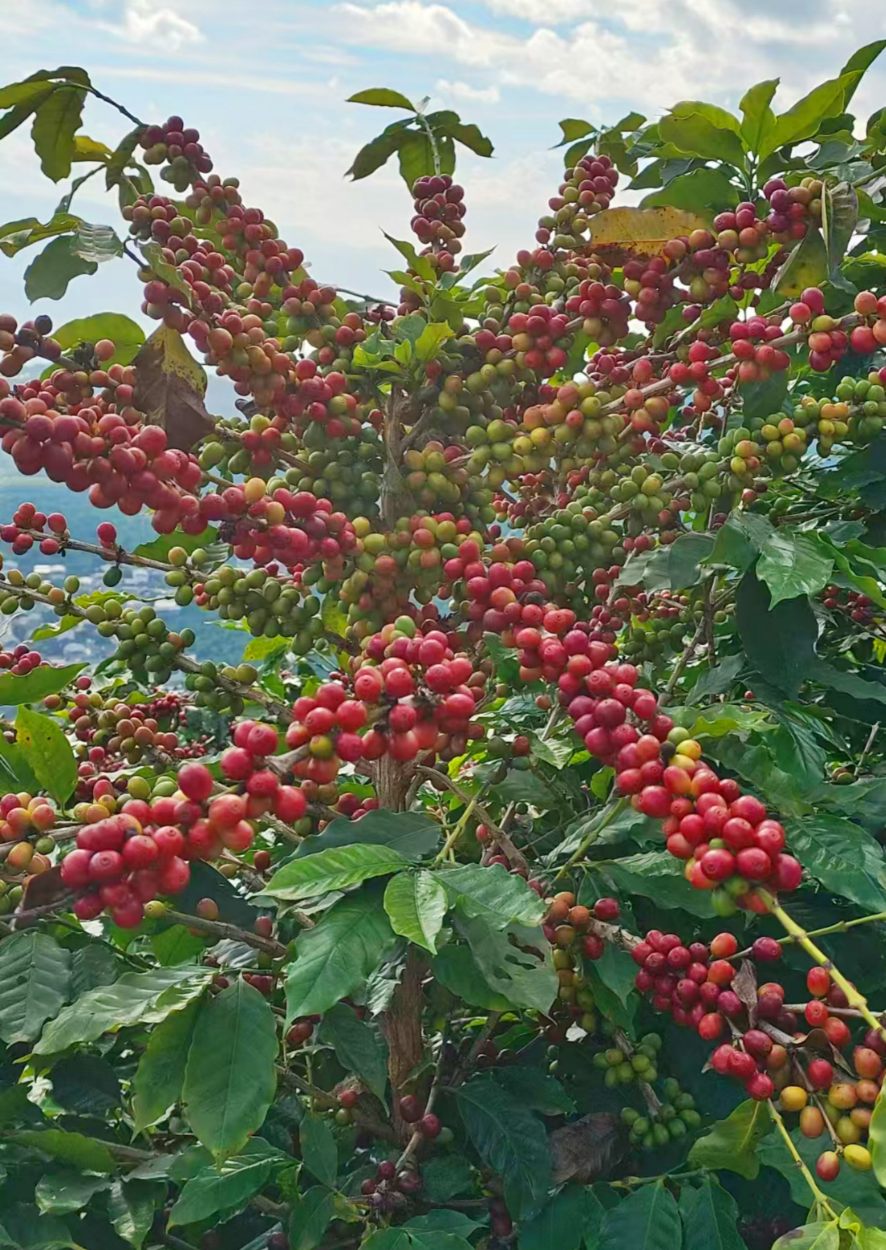 Yunnan New-start Coffee& Food Co., Ltd.