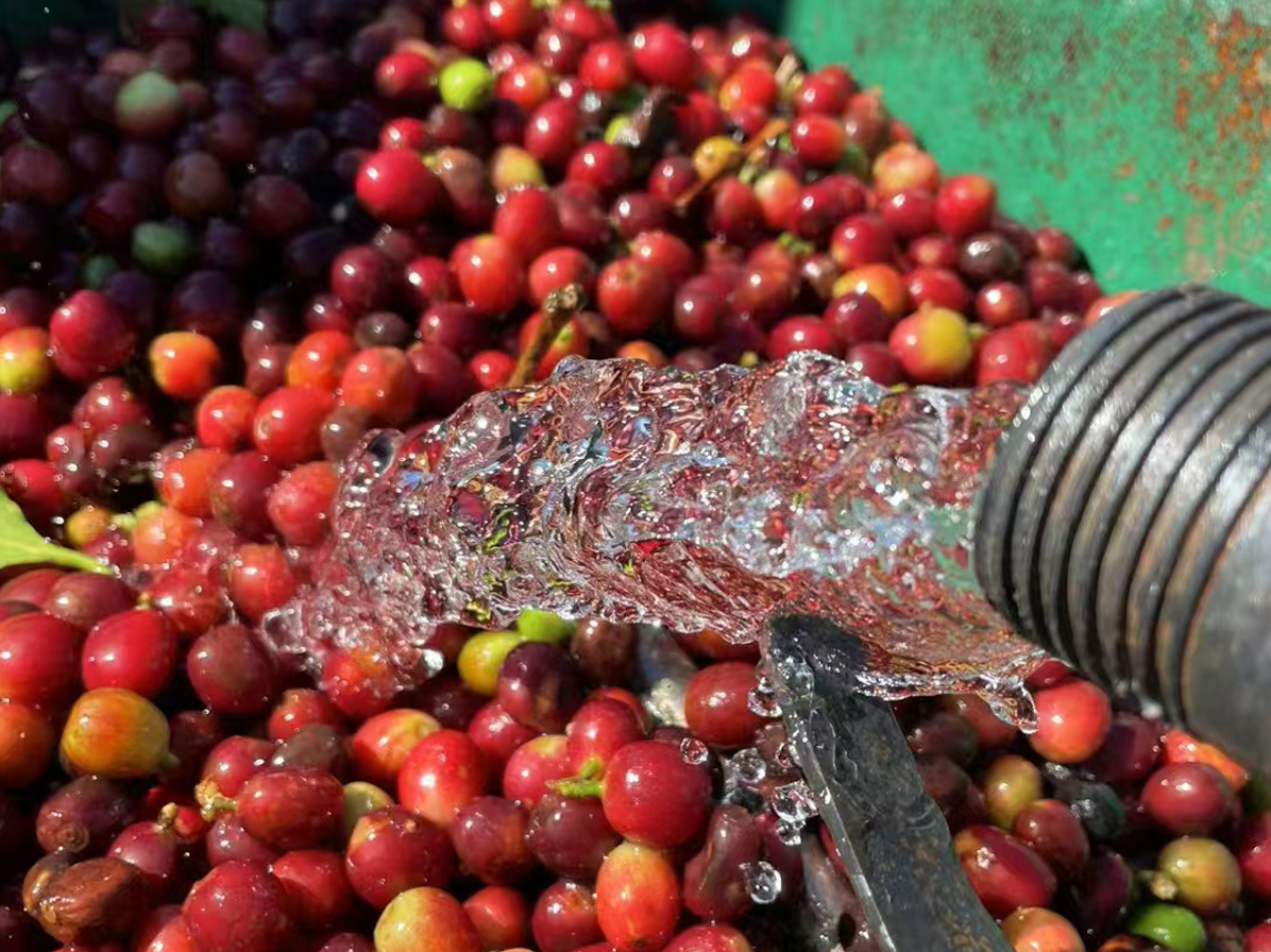 Yunnan New-start Coffee& Food Co., Ltd.