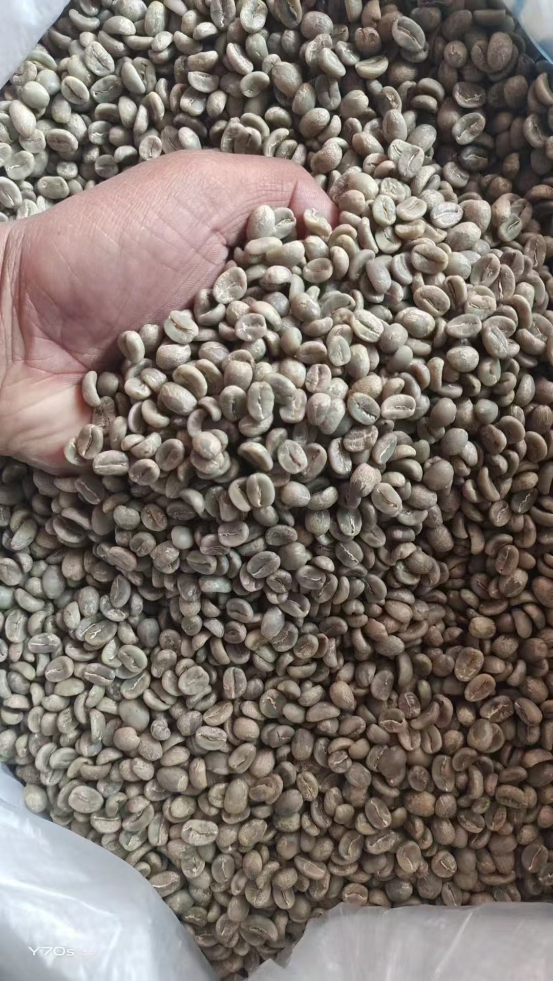 Green Coffee Beans