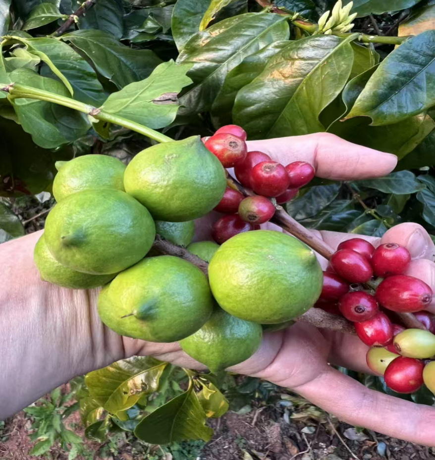 Yunnan New-start Coffee& Food Co., Ltd.