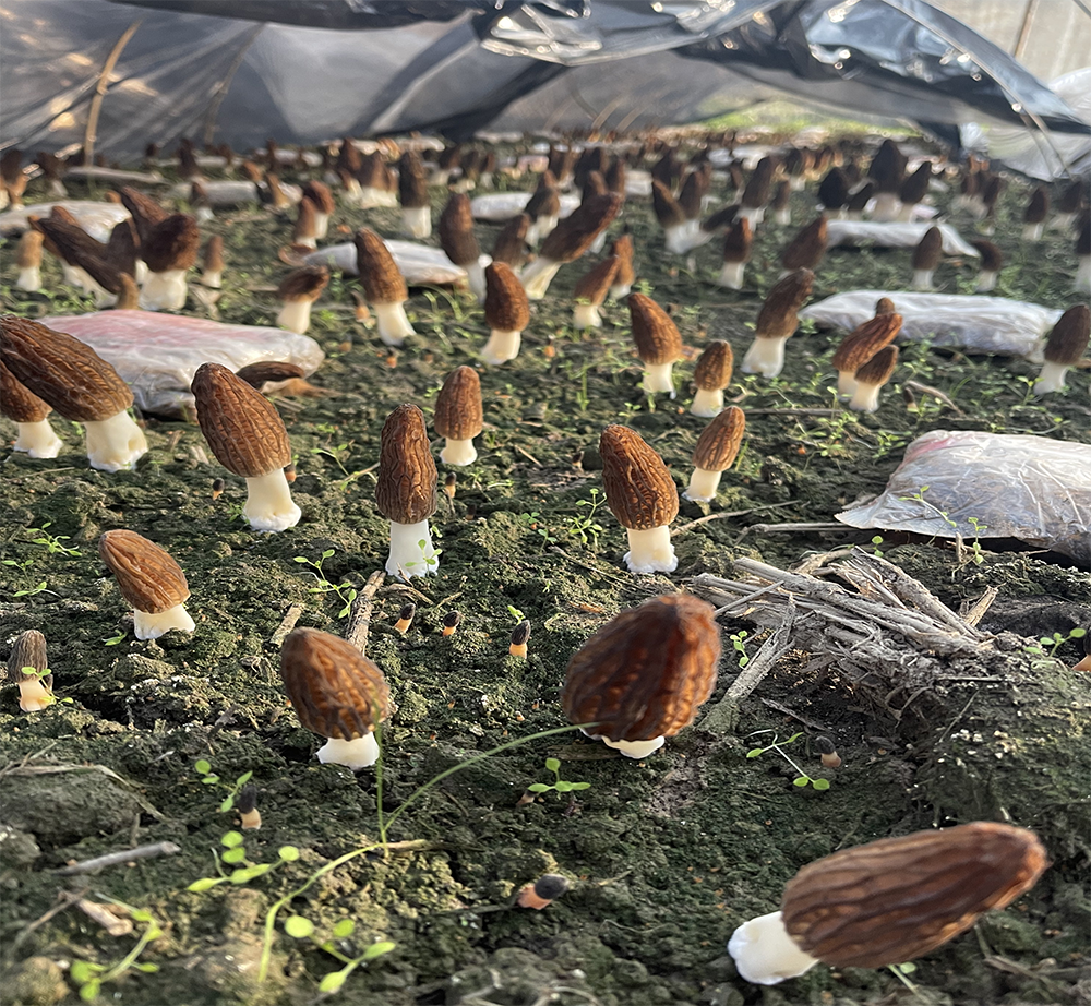 morel