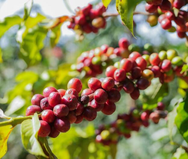 Farmers who grow coffee as a profession - coffee farmers