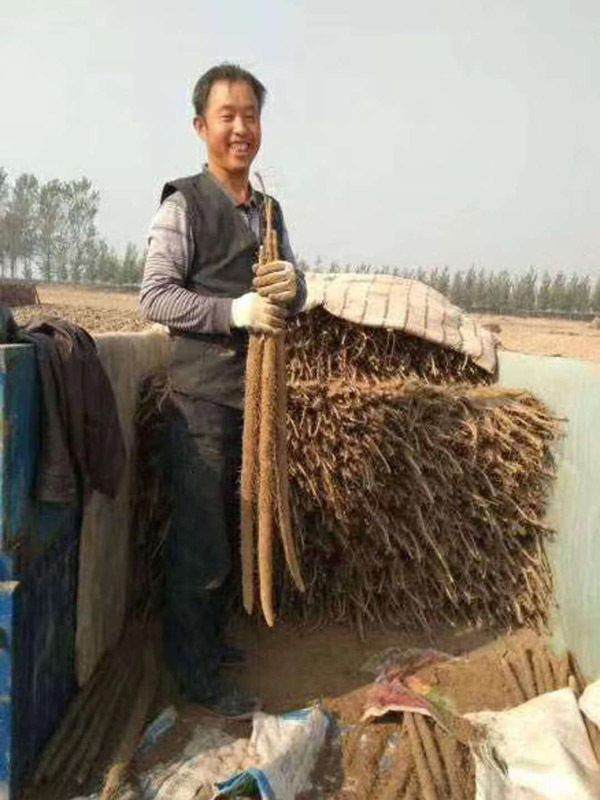 麻山藥要滿架《旺根》