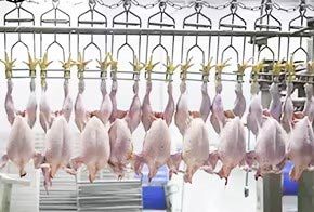 Poultry slaughtering equipment