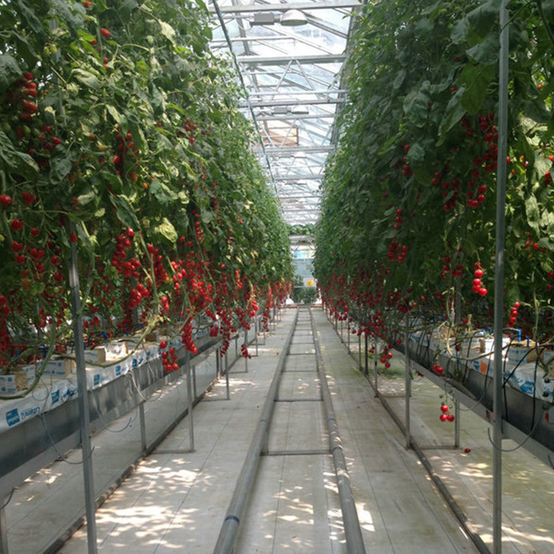 Substrate Culture