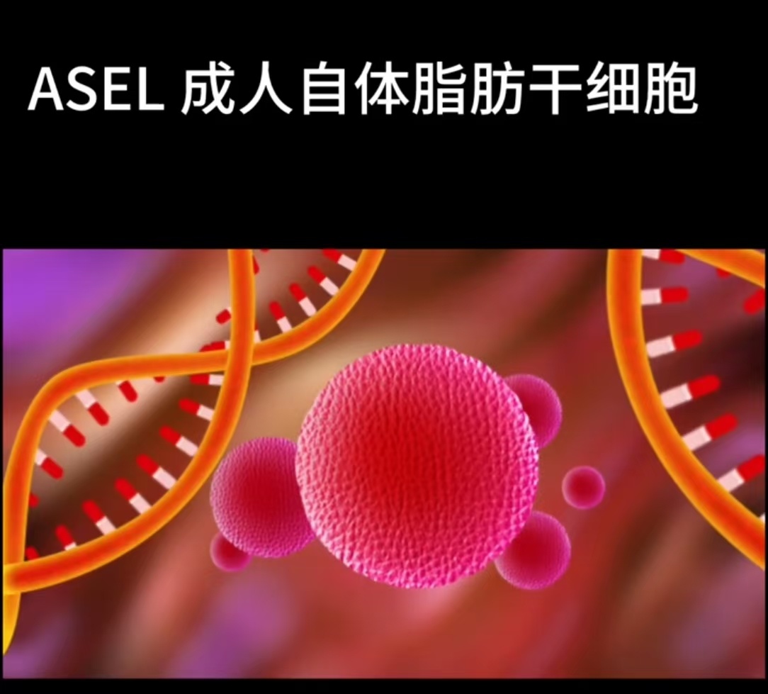 自体干细胞和异体干细胞的区别