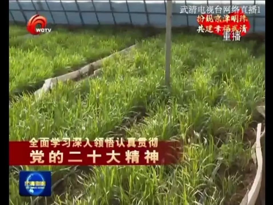 【区媒聚焦】下伍旗镇：韭菜富农路子宽