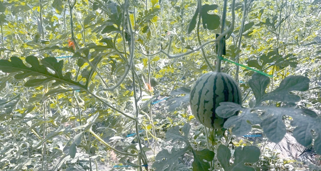 品味瓜果盛宴，感受下伍旗镇的丰收喜悦