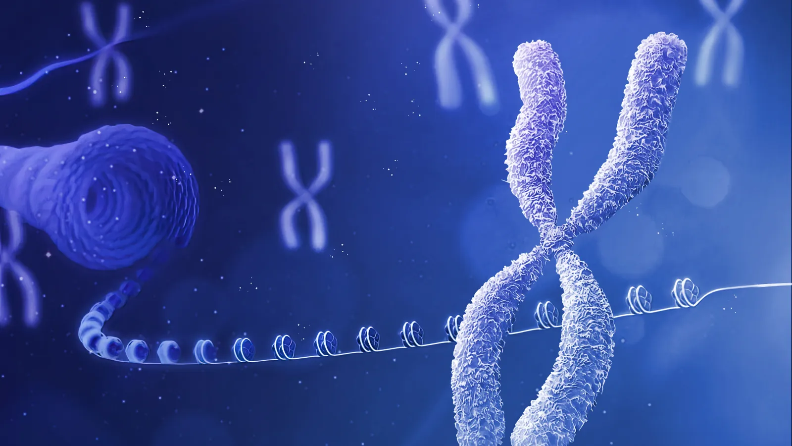 Telomere theory Telomere theory
