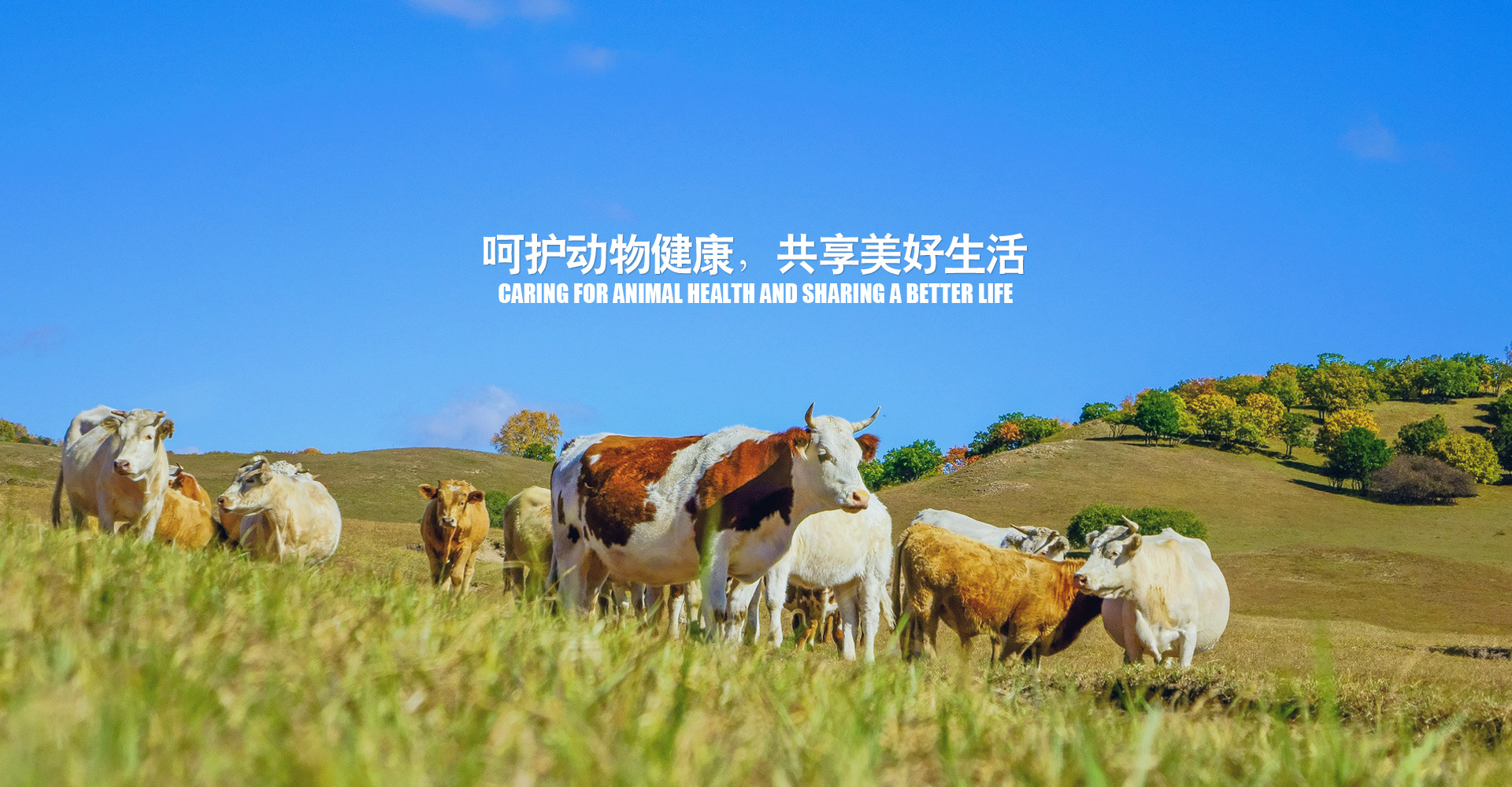 江西邦誠動物藥業有限公司
