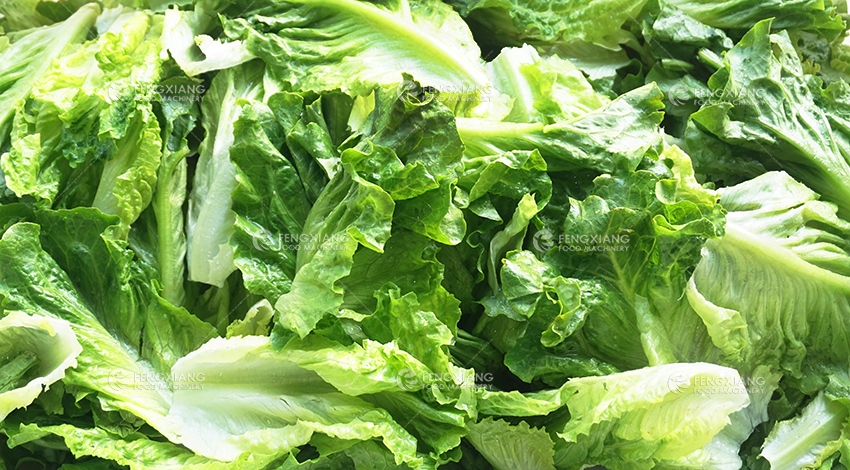 lettuce