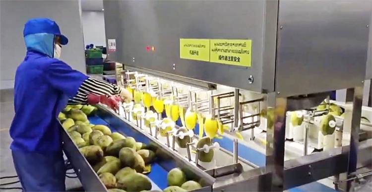  pelado de mango 