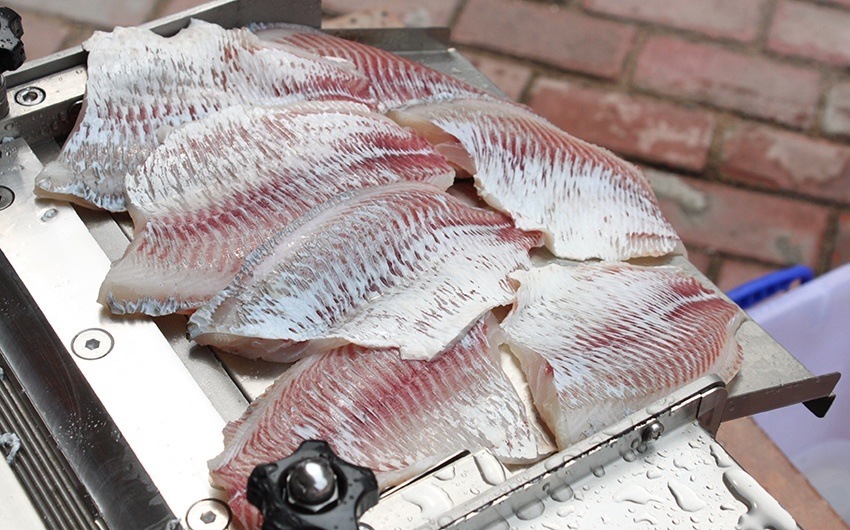  pelador de pescado 