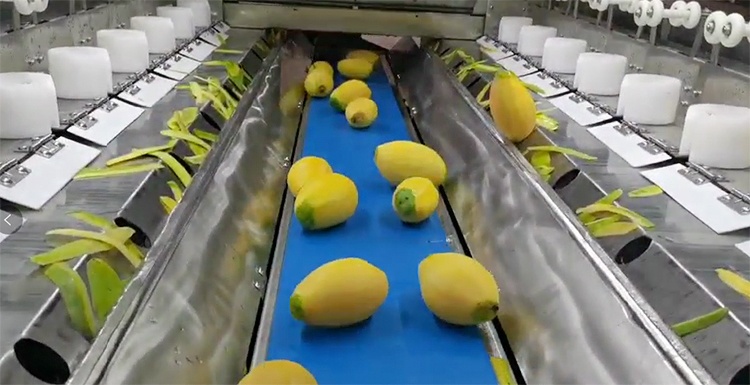 peeler