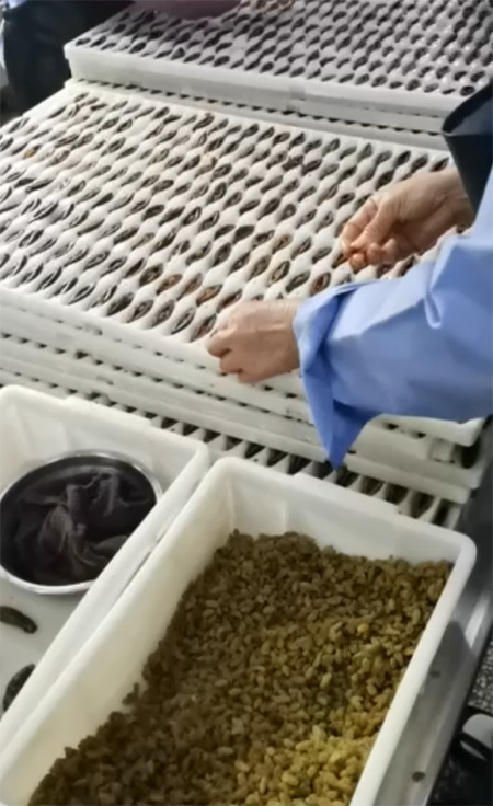 航远为槟榔扎籽机，槟榔点卤机，槟榔真空包装机研发定制的专业扎针气缸，点胶阀，单口包装机的凸轮装置等