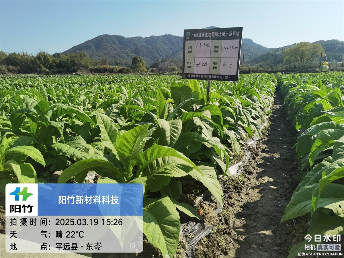 广东平远60天