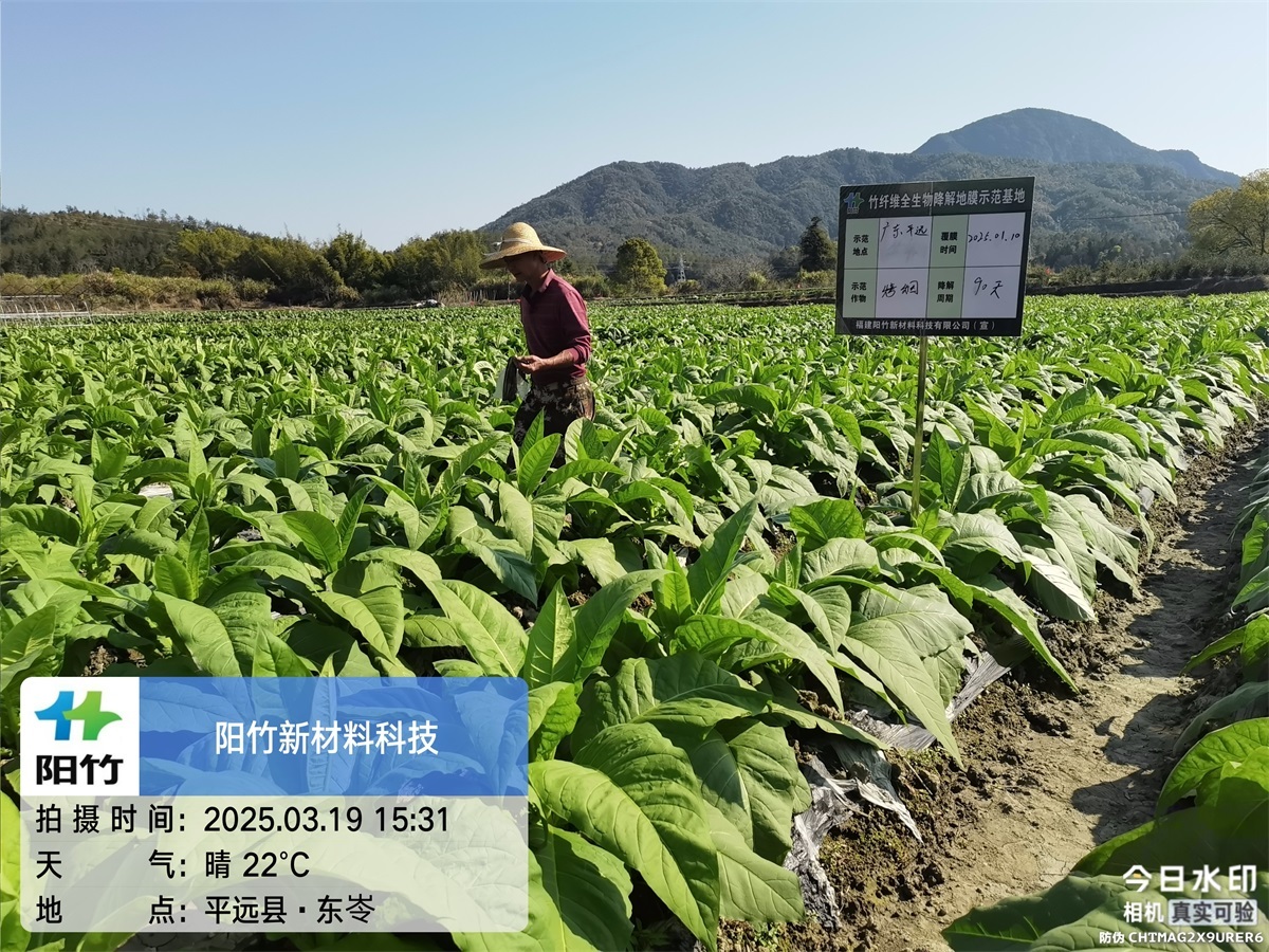 广东平远90天