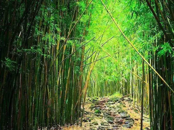 解析可降解地膜:是塑料薄膜的环保替代品吗
