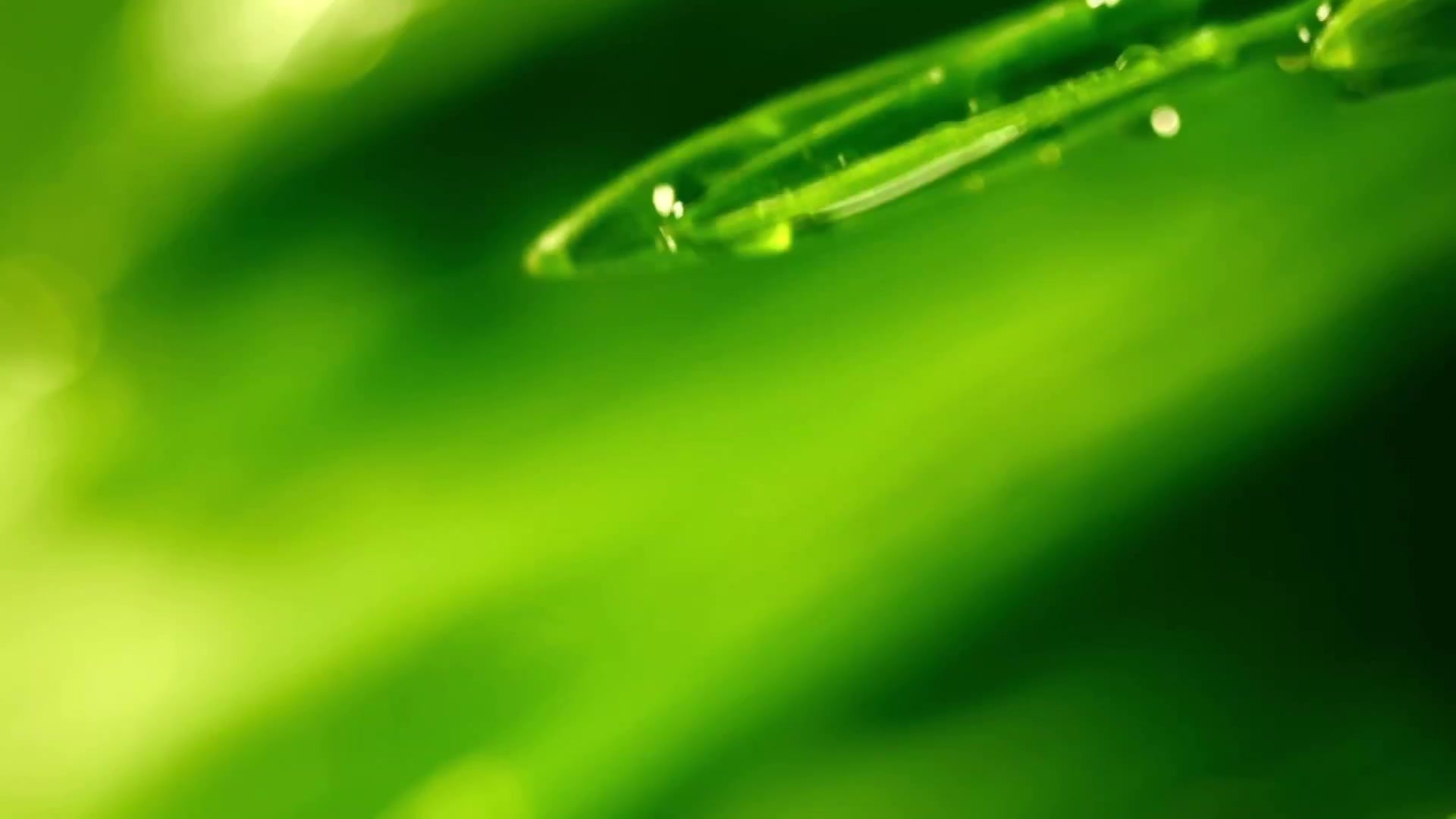 阳竹
