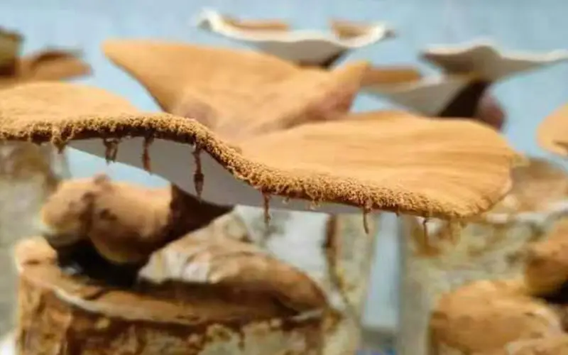 Ganoderma lucidum Ganoderma lucidum