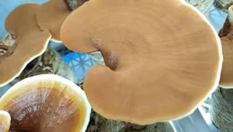 Ganoderma
