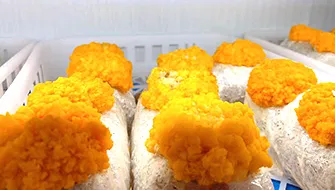 Golden Auricularia