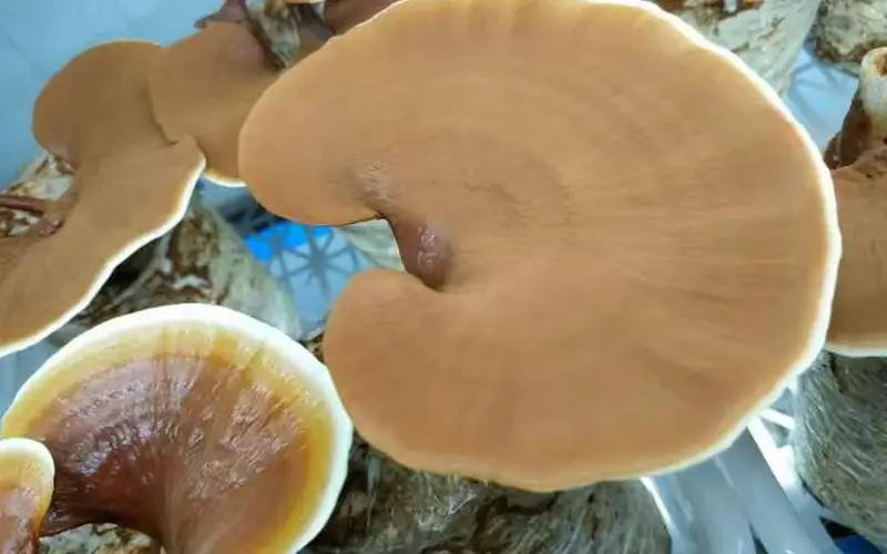 Ganoderma lucidum Ganoderma lucidum