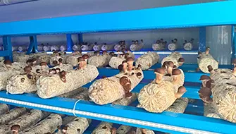 Matsutake