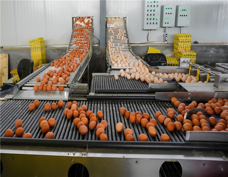 Egg transport