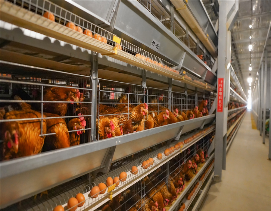 Chicken coop interior 2