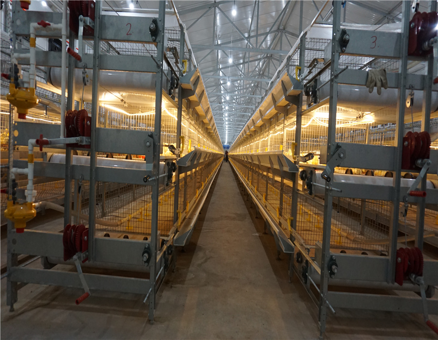 Chicken Cage Equipment 2
